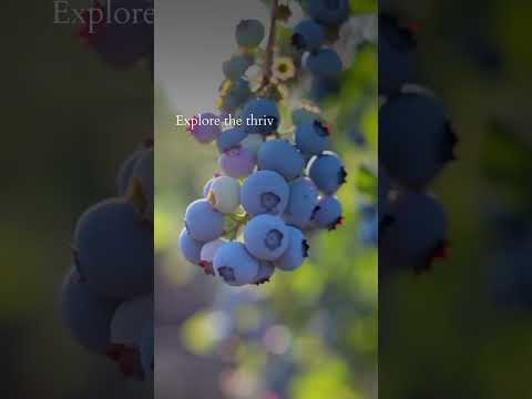The future of farming is here #blueberryfarming